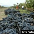 Kako je Evropska unija zemlja porijekla 'Podgoričkog bijelog' vina?
