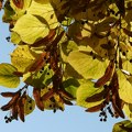Sutra sunčano i toplo, temperatura do 33 stepena