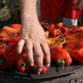 Ništa bez leskovačke paprike: Slaviša razvio modernu plasteničku proizvodnju na površini od jedan hektar, novac mu nije jedini…