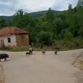 VAŠE PISMO! Narod se "upročudil" piše naš čovek! Nasred sela Prisjana svinje i prasci se šetaju!!!