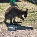 Kengur Dragan, emui i alpake stigli u Zoo kutak