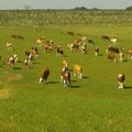 Bruceloza, od koje mogu da obole i ljudi, pojavila se na jugu Srbije