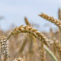 Rumunija najveći izvoznik pšenice u EU