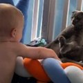 Snimak koji je raspametio milione ljudi na Instagramu Beba htela da se igra sa mačkom, prišla joj, a onda je usledila njena…