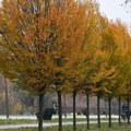 Obradović (Srbija protiv nasilja): Biće propisano koliko drveća mora da se posadi uz novogradnje