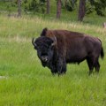 Šutnuo bizona, povredio se, pa ga uhapsili