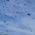 (Video) "Pčele su poludele": Građani u šoku, objavljen jeziv video roja ispred prozora stana u Banjaluci