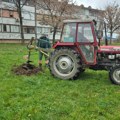 Sadnja lišćarskih i četinarskih sadnica u okviru projekta „Kragujevac u zelenoj boji – priroda u srcu grada“
