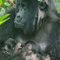 Retka pojava u afričkom nacionalnom parku: Gorila rodila blizance