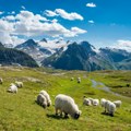Udar groma usmrtio skoro 100 ovaca u švajcarskim Alpima