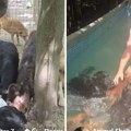Srbija u suzama zbog ovog heroja iz Batajnice: Posvetio život spasavanju životinja, a dočekao ga metak