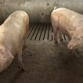 Uskoro odjava afričke kuge na području 10 opština, ova bolest otkrivena i na farmi sa 20.000 svinja