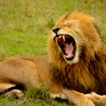 U Keniji pronađeno telo motocikliste kojeg je verovatno ubio lav