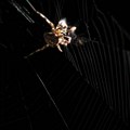 Globalno zagrevanje ne remeti samo ljudske živote: Kakve veze imaju klimatske promene sa veličinom paukove mreže?