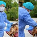Obukao se kao hirurg, pa "operisao" jagnje: Urnebesan snimak se širi mrežama, a glavni akter dolazi iz Bosne (video)