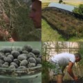 Zarada od uzgajanja ovog voća je astronomska, 250€ po kilogramu: U Srbiji je retko ko gaji, a može da uspe