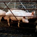 Sumanute optužbe iz Hrvatske: Ministar veruje da Srbija vodi "specijalni rat" - napad afričkom kugom svinja