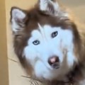 Kad ovo čuje, eto njega. Vlasnica uopšte ne mora da doziva haskija po imenu - video je hit