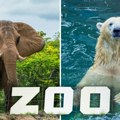 Beogradski zoo-vrt modernizovao smeštaj za tri bela medveda i slonicu Maju: Ovde životinje žive duže nego u prirodi – aligator…