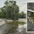 Jezero u Dunavskom parku u Novom Sadu ispražnjeno zbog čišćenja, ribe nisu preživele VIDEO