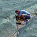 Biće paprike za ajvar Nevreme zaobišlo Prigrevicu, sezonci kreću u berbu za mesec dana