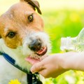 Kućni ljubimci mogu da budu svedoci na venčanju