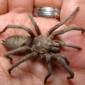 Carinici posumnjali da putnik nešto krije: Pronašli su 300 tarantula, a da čujete gde ih je sakrio