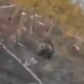 Šokantan incident na groblju Izgladnela divlja zver kopala grobove i jela ljudske ostatke - kamera zabeležila jeziv prizor…