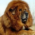 Izgleda kao lav, ali nije igračka! Tibetanski mastif je najskuplji pas na svetu, ali krije ozbiljne izazove za vlasnike