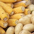 Krompir i kukuruz nisu neprijatelji šećera: Kako ih pripremiti bez skoka glukoze