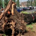 Tinejdžerka (16) poginula tokom oluje u Italiji: Drvo palo na šator u kojem je spavala