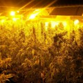 Uhapšeno sedam pripadnika organizovane kriminalne grupe, u Subotici otkrivena laboratorija za proizvodnju marihuane
