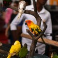 Policija kod Subotičanina pronašla 23 papagaja zaštićene vrste