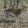 Zbog migranata mufloni i jeleni bežali u inostranstvo: Subotičke šume dobile nove stanovnike