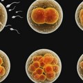 Naučnici: Dozvolite eksperimente na embrionima starim do 28 dana da bismo otkrili tajne ljudskog razvoja