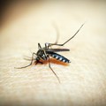 Komarci obožavaju ljude sa ovom krvnom grupom