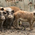 Svinjče ispod 300 dinara po kilogramu, a tek jagnjići...Milina! Cene drastično padaju - evo i zašto!