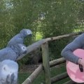 Neodoljivo Muzičar sa gitarom svira životinjama - pogledajte kako reaguju konji, krave, papagaji... - nežnost je uzajamna