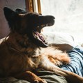 U ovim situacijama se treba bojati i sopstvenog psa. Evo kada kućni ljubimac može da vas ujede - iz najboljeg čovekovog…