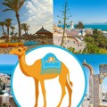 Samo najbrži će uspeti da je pronađu: Negde na Blicu krije se kamila koja vodi do putovanja u Tunis za dvoje sa Kontikijem