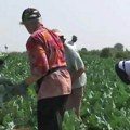 Ove dve vrste povrća donele bogatstvo porodici kod Zrenjanina! U Beogradu se otimaju, potražnja sve veća (foto)