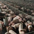 LSV: Hitno pomoći stočarima zbog svinjske kuge