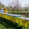 Važna informacija za pčelare: Ističe rok za prijavu košnica, kasnije neće biti moguće
