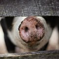 Prasići kao zlatnici Pred Božić skočila cena žive vage građani zabrinuti za pečenice