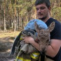 Gasili požar u Černobiljskoj "zoni isključenja", pa ugledali njega: Odmah su krenuli u akciju spasavanja!