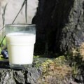 Prirodan trik koji baštovani obožavaju: Razblaženo mleko za zdravije biljke i lepše listove