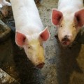 Dejan Živić: U našem Okrugu nema slučajeva afričke kuge svinja. Prevencija neophodna, dezo barijere i kupovina obeleženih…