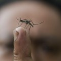 Hrvatska pod najezdom komaraca, u Vukovaru traže proglašenje elementarne nepogode VIDEO