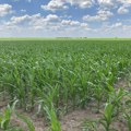 Hrvatska će do kraja godine proizvesti dva miliona tona kukuruza