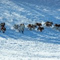 Zbog ekstremne zime u Mongoliji uginulo dva miliona životinja